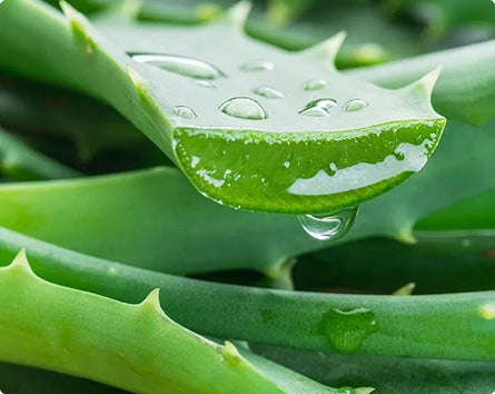 Aloe Vera Extract